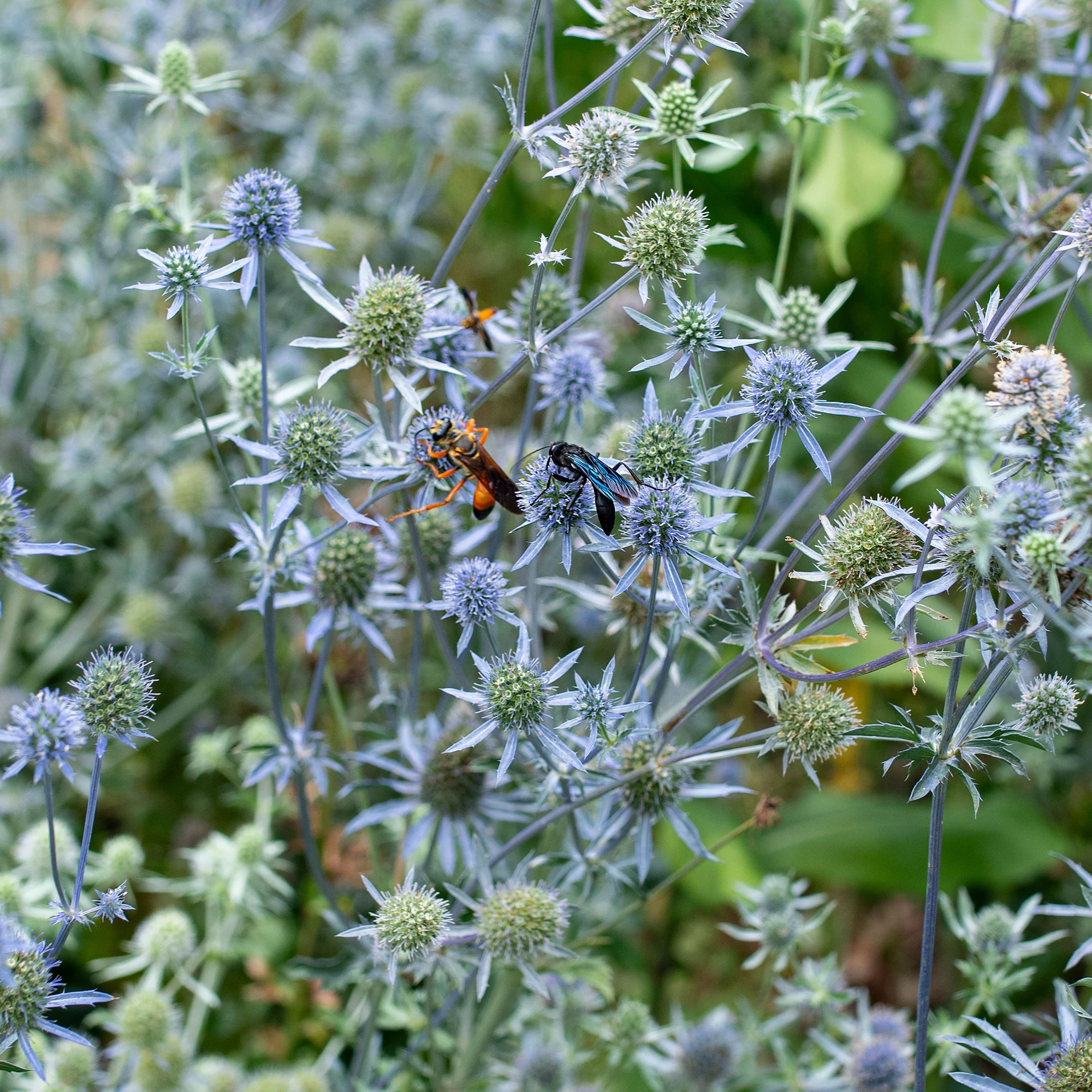 Eryngium planum Blaukappe